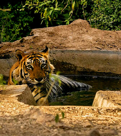 Rajasthan's Sariska Tiger Reserve